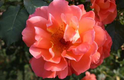 Gästehaus Roseneck - Foto 45