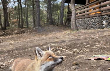 Woods Etna Chalet - Foto 28