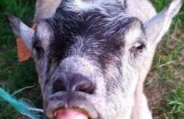 Agroturystyka,, Ranczo Kruszynki" - Foto 9