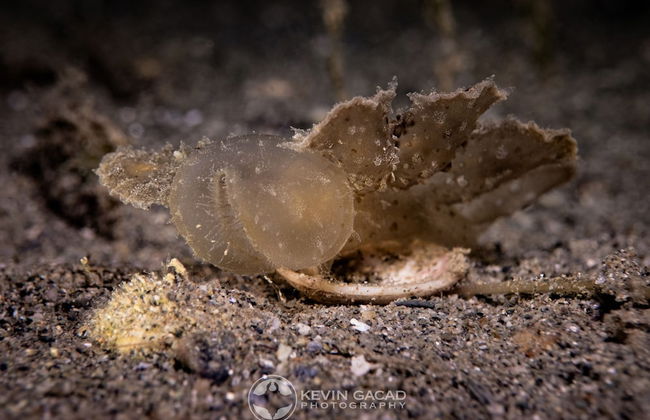 BADLADZ Staycation Condos - Foto 69