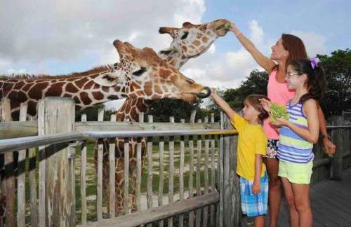 Amazing & cozy Duplex near Zoo Miami ! - Foto 5