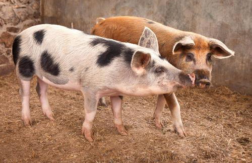 Poggio Diavolino - Suvereto - Foto 50