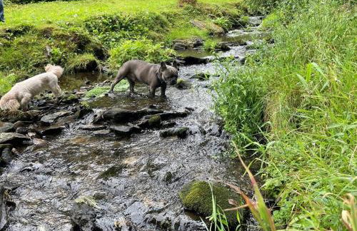 Ferienwohnungen Börnert am "Klingerbach" - Foto 9