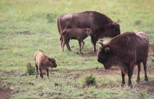 Greolières: Superbe Studio avec vue montagne - Foto 3
