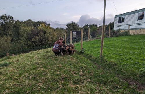 The Piggery - Foto 16