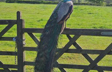 The Woottons Barn with Hot Tub - Foto 22