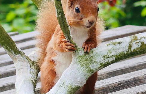 Red Squirrel Cottage - Foto 10