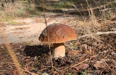 Apartamenty Buczyna w Sierakowie - Foto 12