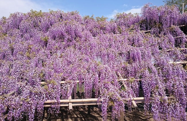 Kyonoyado Senkakubettei - Foto 20