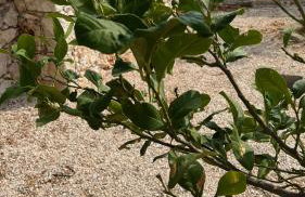 Luxurious villa at a unique spot - Foto 73