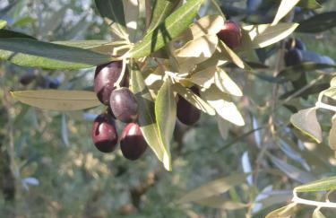 L' Oliva Nera - Foto 1