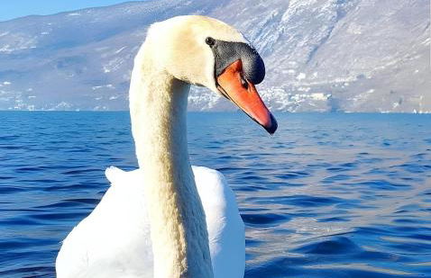 Au Cœur De La Riviera Des Alpes T2 - Foto 35
