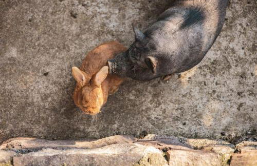 Residence Hoferhof - Foto 46