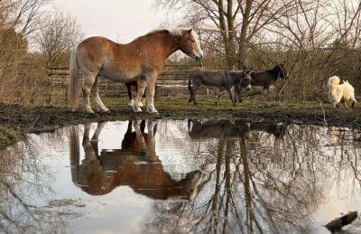 Agroturystyka Traperska Osada - Foto 41