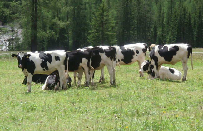 Neunerspitze Comfortable Holiday Residence - Foto 17