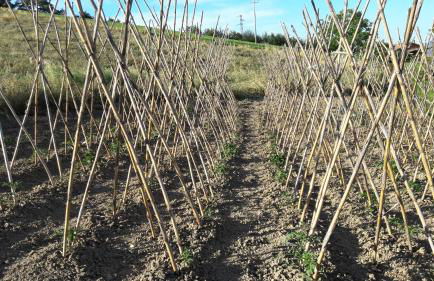 Azienda Agrituristica Colle San Giorgio - Foto 40