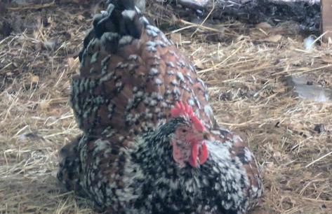 Gerrie's Place at Figment Ranch Foundation Animal Sanctuary near Round Top Texas - Foto 27