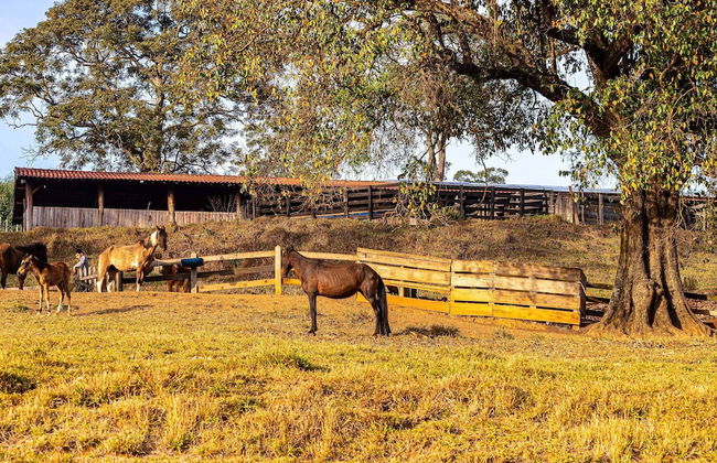 Fazenda Realeza - Foto 75
