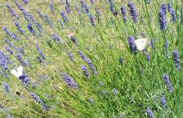 La Casetta di Ross - Foto 8