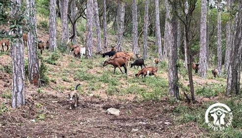 Chateau st-auriol - la bergerie - Foto 4
