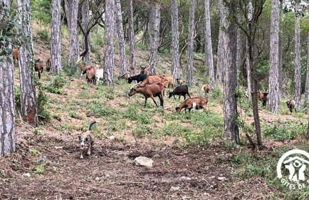 Chateau st-auriol - la bergerie - Foto 4
