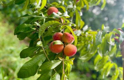 OakTree Villa - Quinta da BellaVista - Foto 11