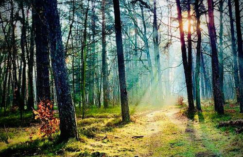 Cesemino Farmhouse - Foto 19