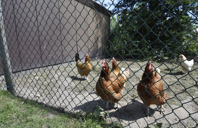 Apartment in Hippolytushoef for 2 Guest - Foto 11