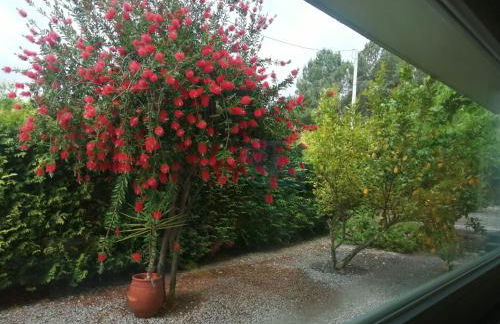 Single House - Foto 6