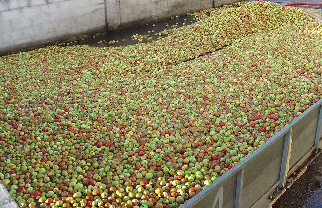 Visita al llagar Sidra JR - Photo 2