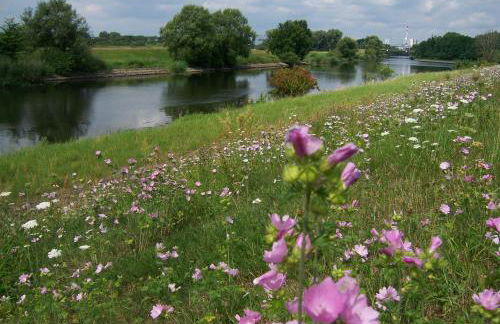 Ferienappartements Schweizer Haus - Foto 8