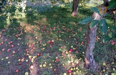 Chalet immerso nel Bosco - Foto 18