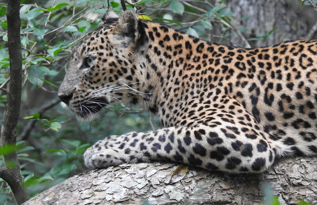 wilpattu Tree House - Foto 10