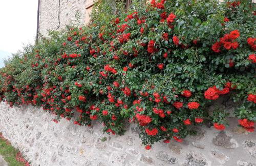 Maison de vendanges rénovée avec WIFI et animaux admis - FR-1-489-178 - Foto 11