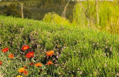 Casa Serra São Mamede - Foto 6