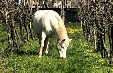 Casetta di campagna - Foto 8