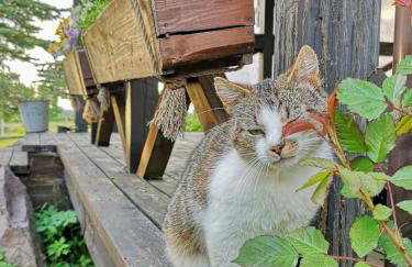 Dylewianka - Foto 35