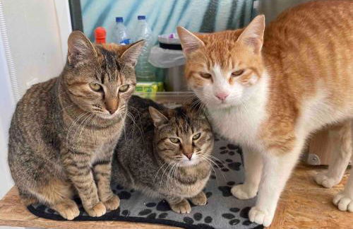 Top Floor Apartments - Photo 26