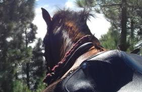 Finca rural House Tenerife Relax And Enjoy - Foto 51