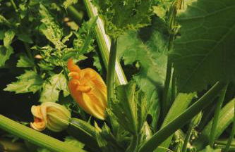 Secolario Masseria Del Viverbene - Foto 157