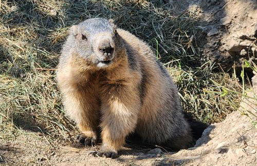 appartement T3 avec jardin proche village - Foto 77