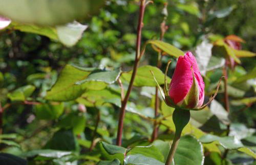 Villa Giuanne - Foto 76