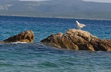 Vila nel verde - Foto 36