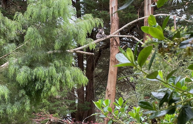 Tindoona Cottages - Foto 49