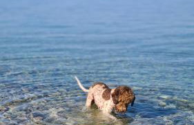 Holiday home Smokvin Hlad - Photo 36