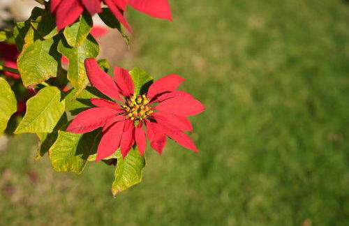 Cliffside Boho Villa - Foto 49