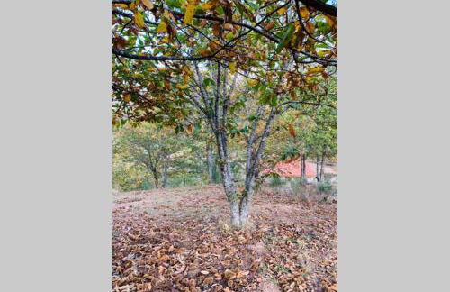 Formas Patuscas, Turismo Rural - Foto 30