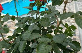 Villa Baldi -Apartmani Danny - Foto 64