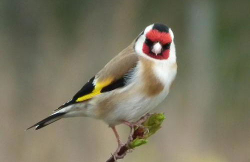 Drumguish Cottage - Foto 35