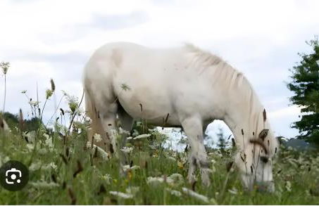 Ferme Pédagogique Bordeneuve - Foto 32